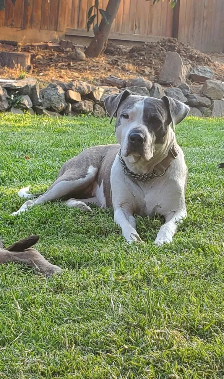 Lost dog in Somerset, CA, 95684