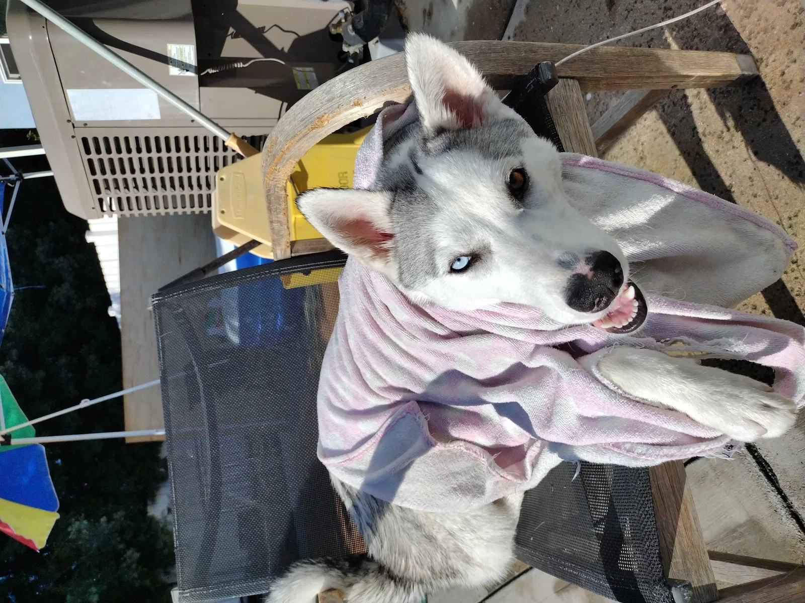 Lost dog in West Hills, CA, 91307