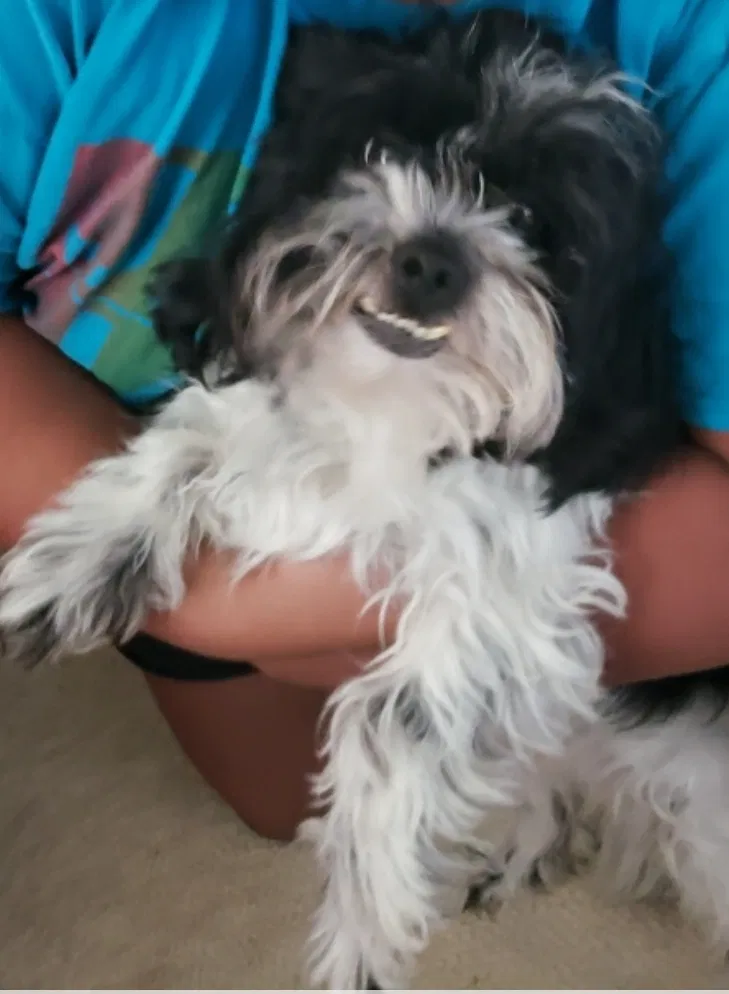 Lost dog in Houston, TX, 77014