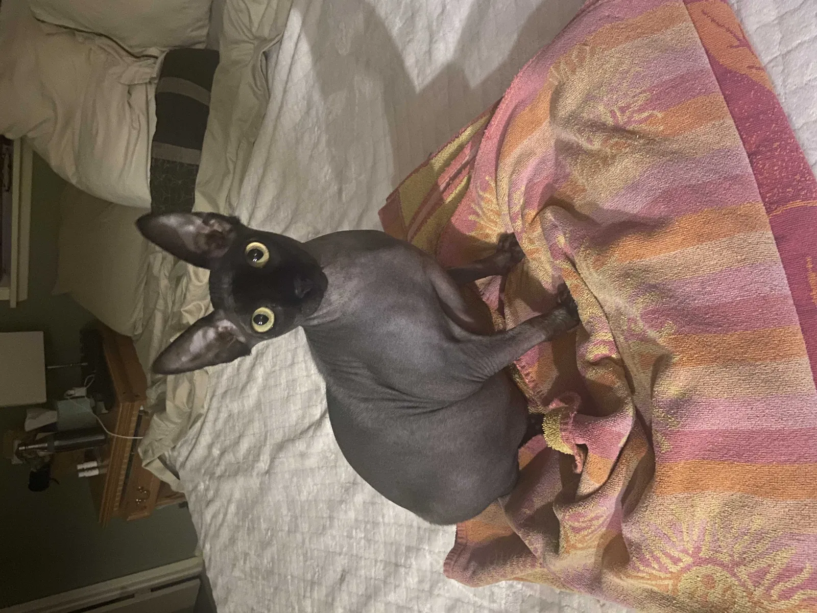 Lost cat in Edmonds, WA, 98026