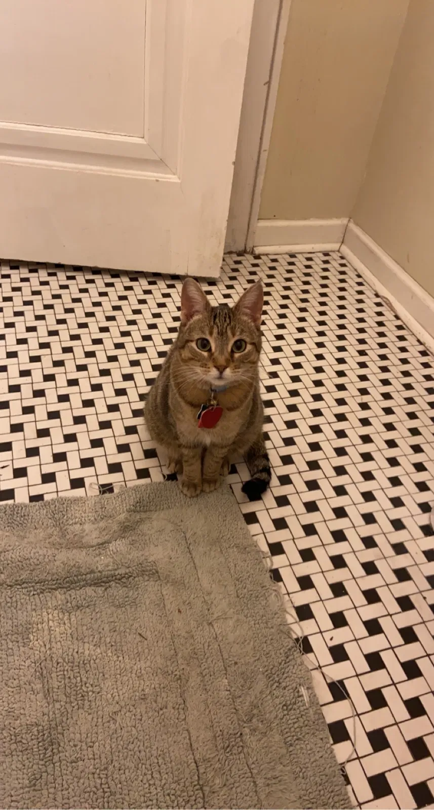 Lost cat in Milwaukee, WI, 53216