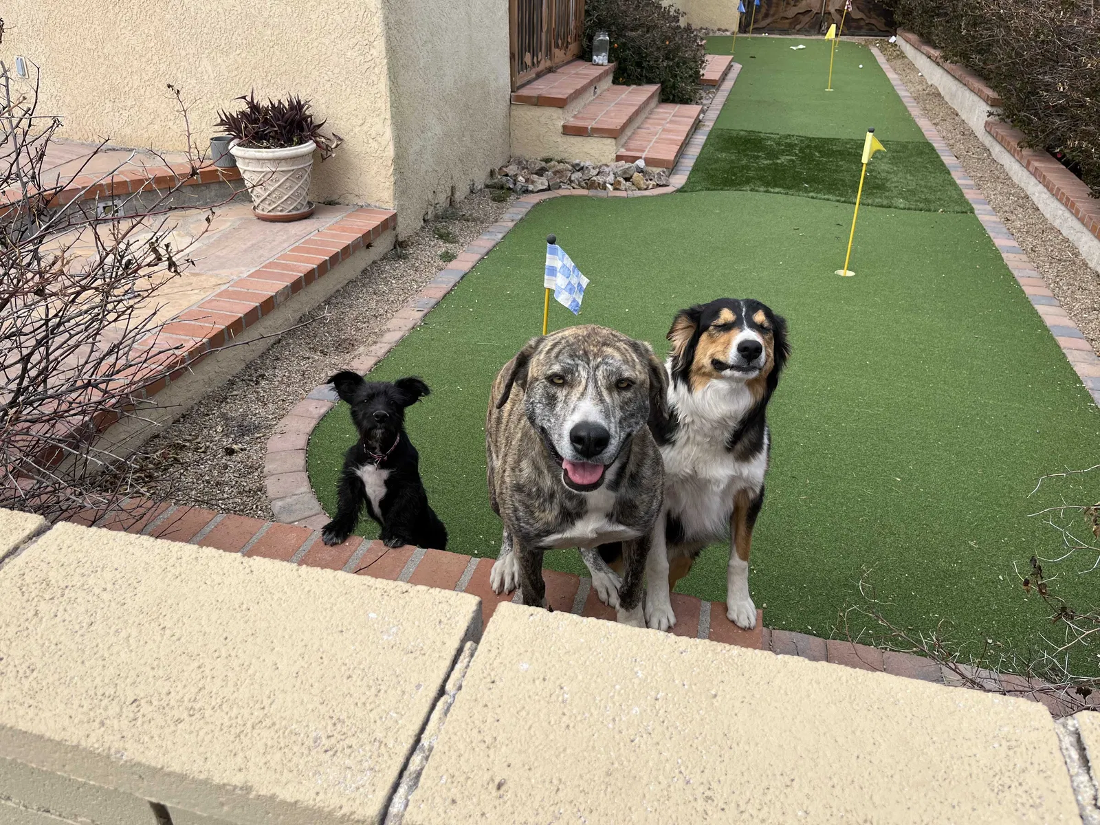 Lost dog in Tucson, AZ, 85745