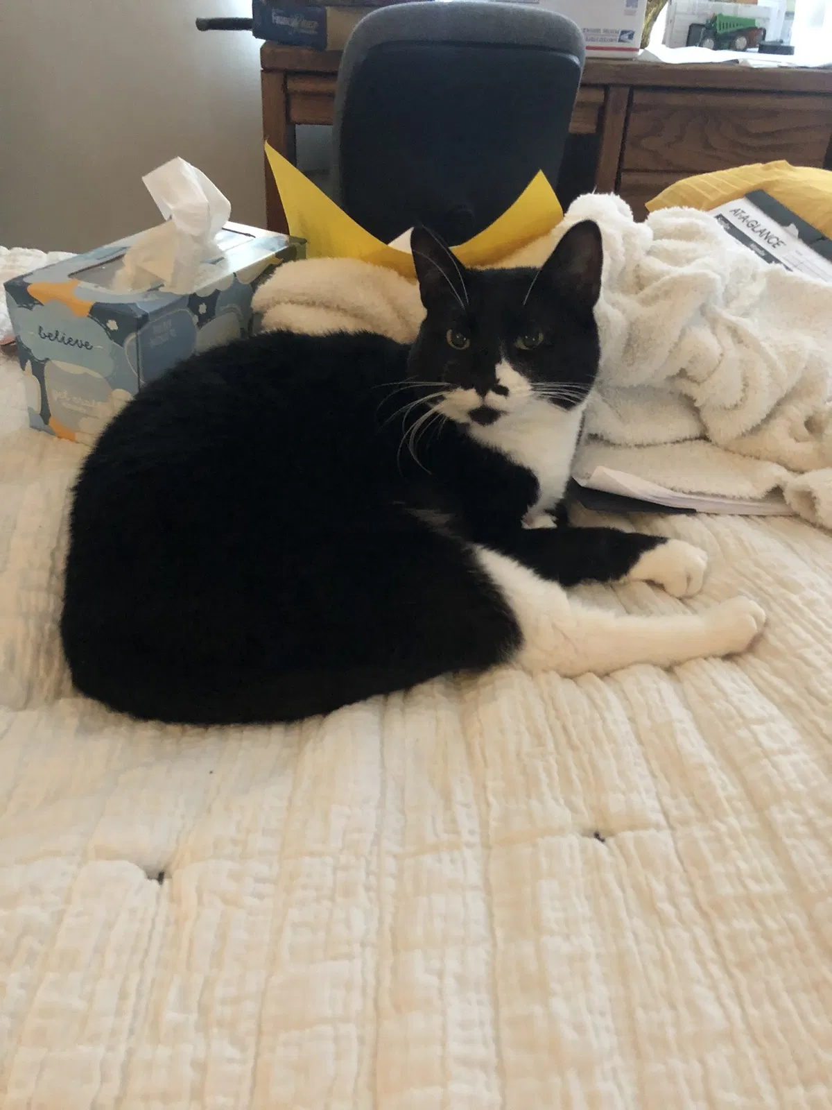 Lost cat in Westminster, CA, 92683