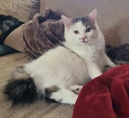 Lost cat in Georgetown, TX, 78626