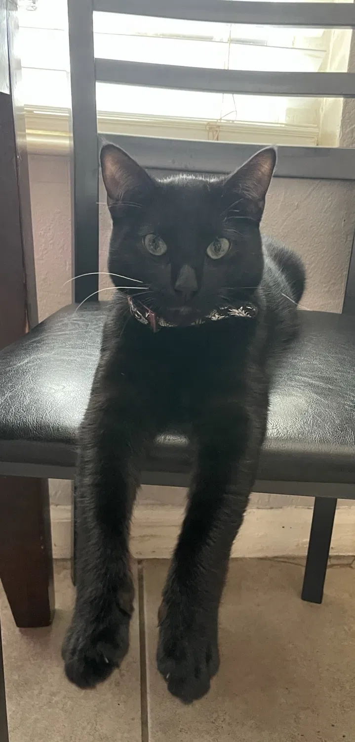 Lost cat in Aurora, CO, 80010