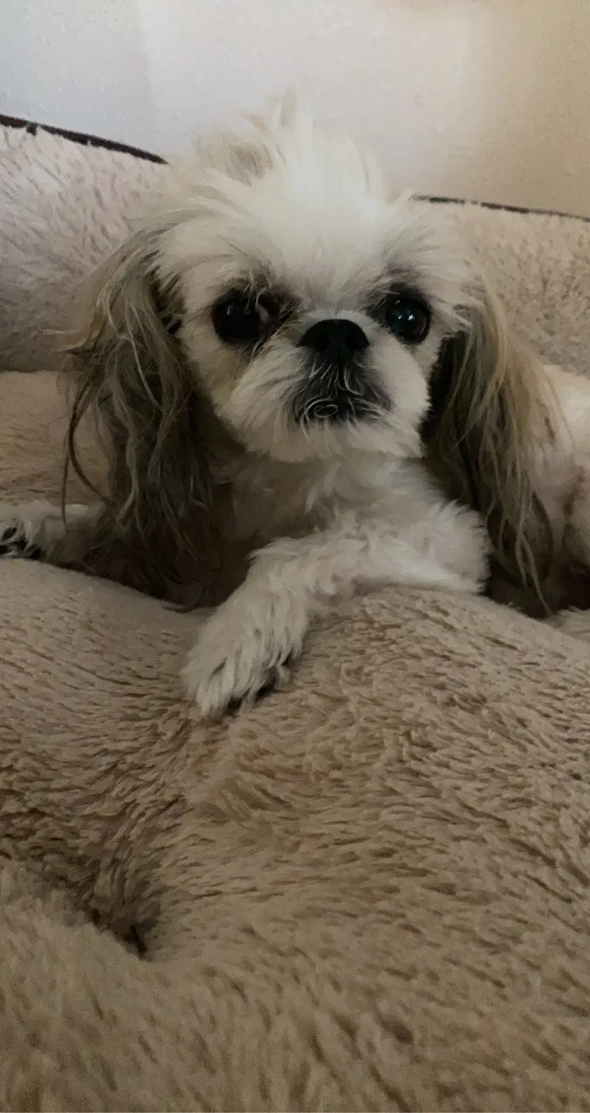 Lost dog in Baton Rouge, LA, 70816