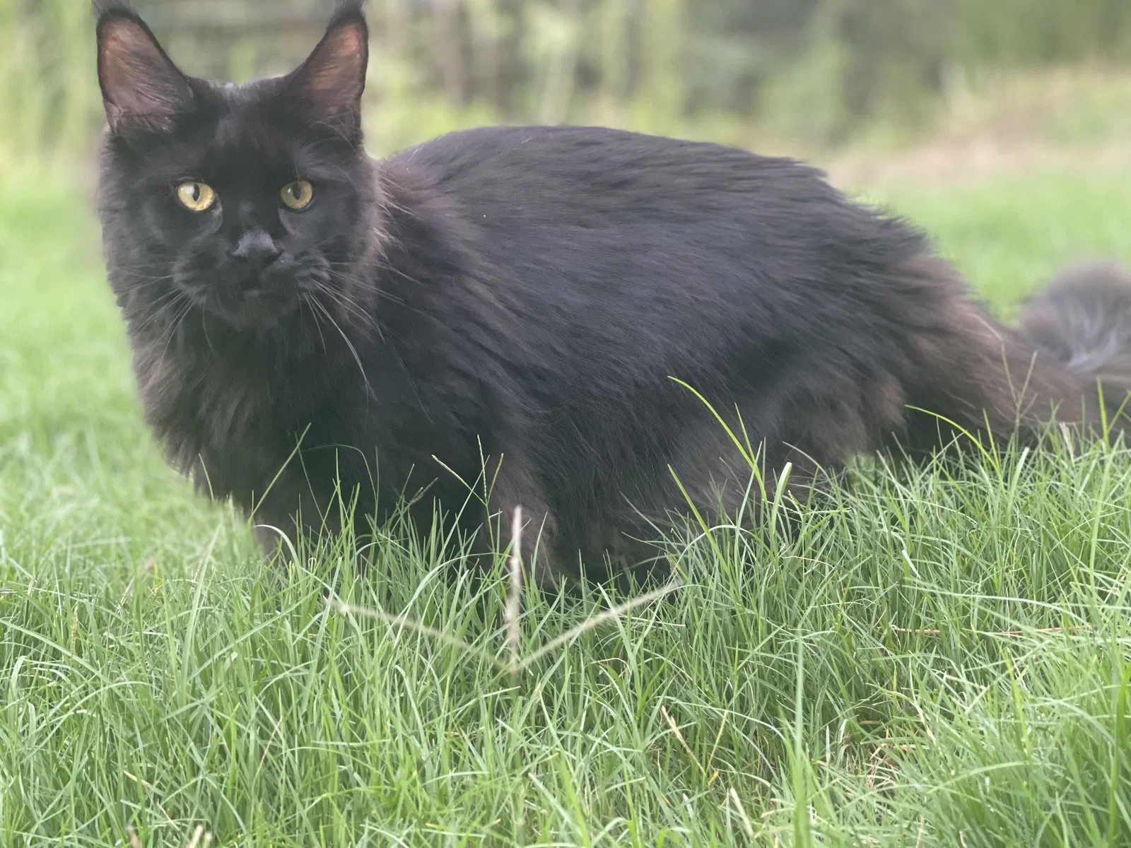 Lost cat in Graniteville, SC, 29829