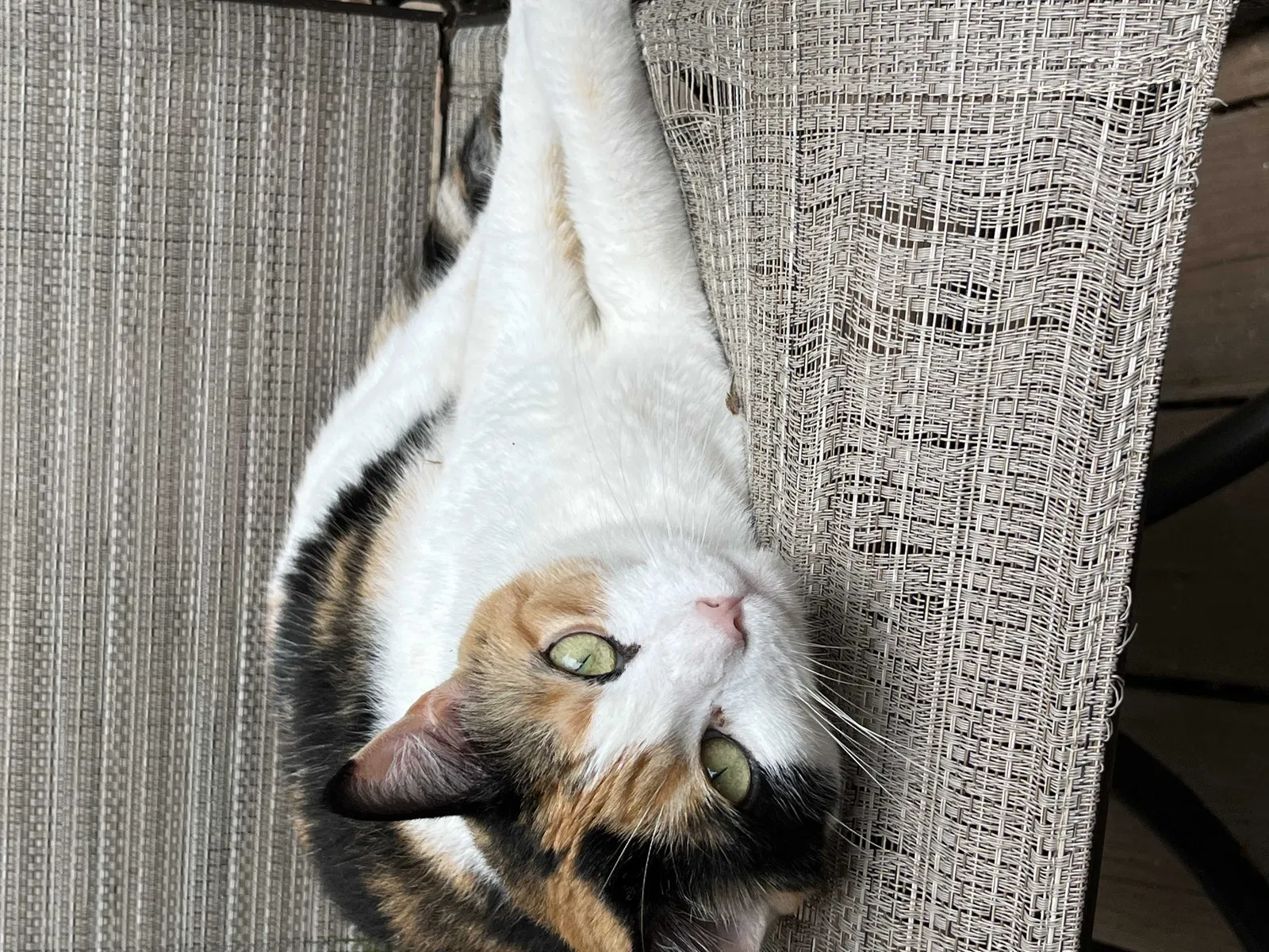 Lost cat in Belmont, NC, 28012