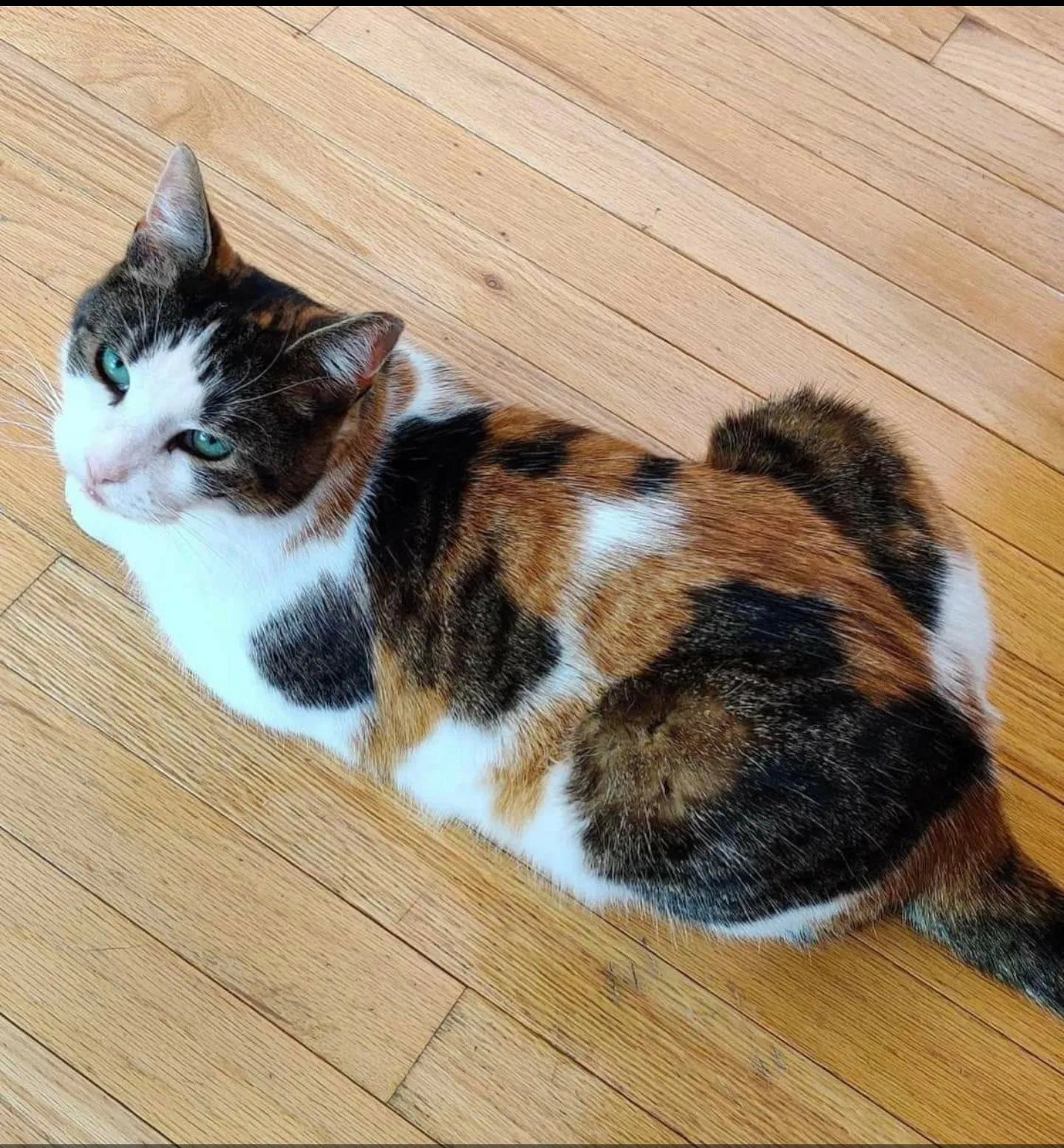 Lost cat in Brooklyn, NY, 11219