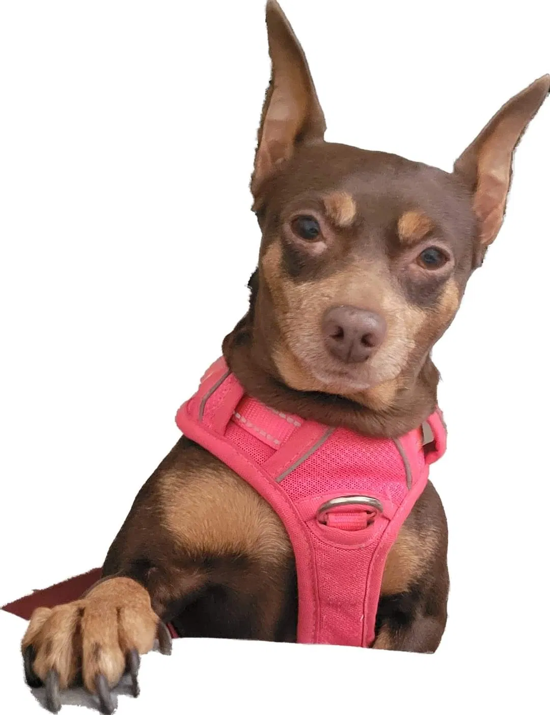 Lost dog in Bakersfield, CA, 93309