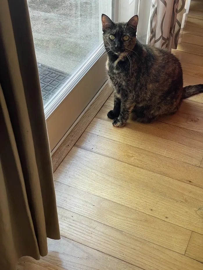 Lost cat in Westwego, LA, 70094