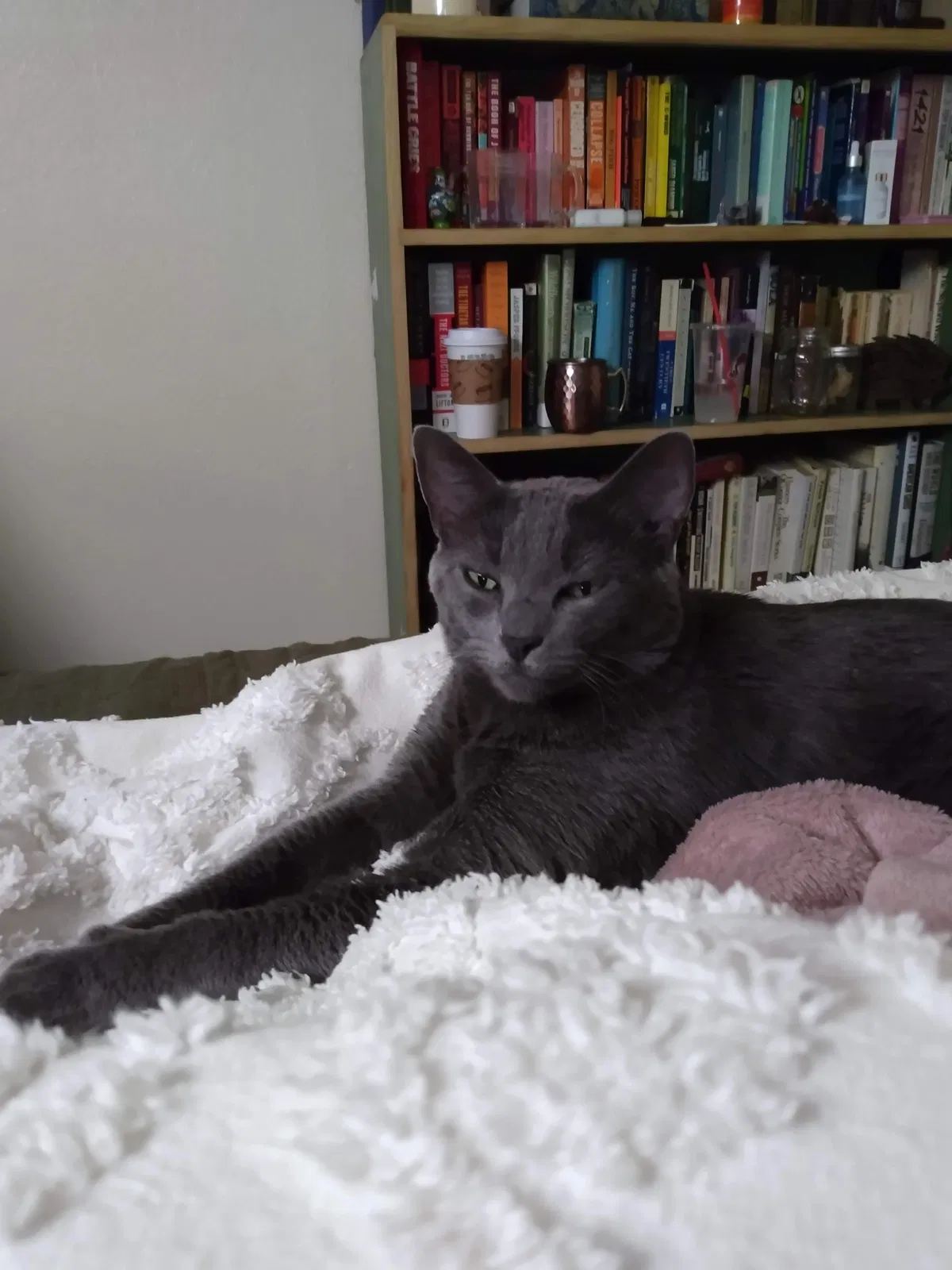 Lost cat in Albuquerque, NM, 87102