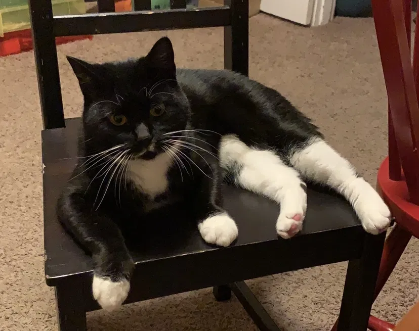 Lost cat in Tacoma, WA, 98405