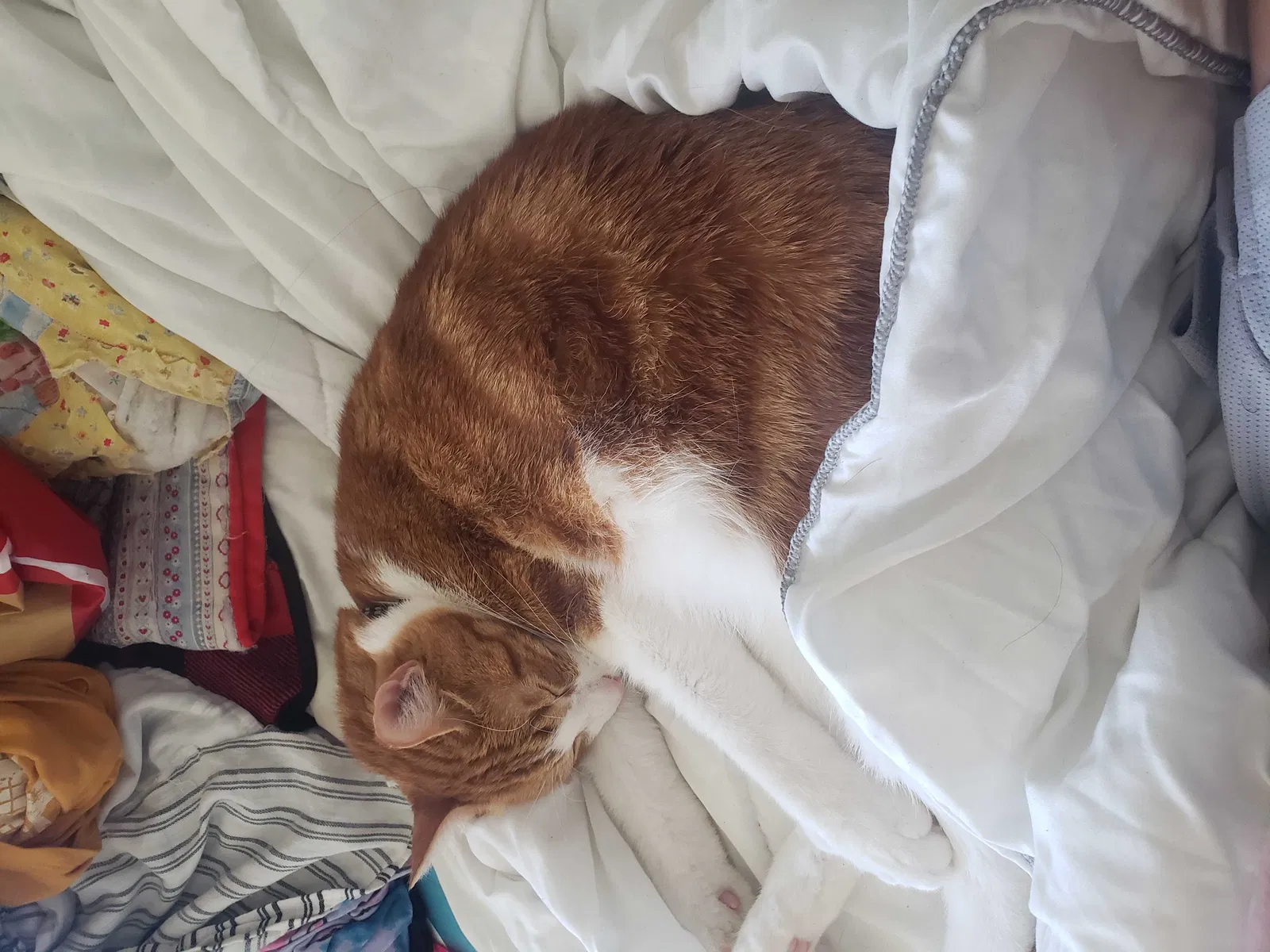 Lost cat in Quincy, MA, 2169