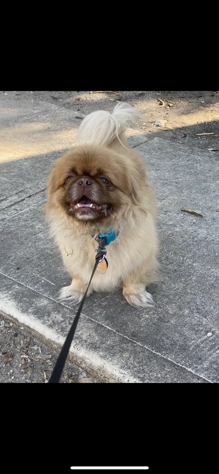 Lost dog in San Antonio, TX, 78218
