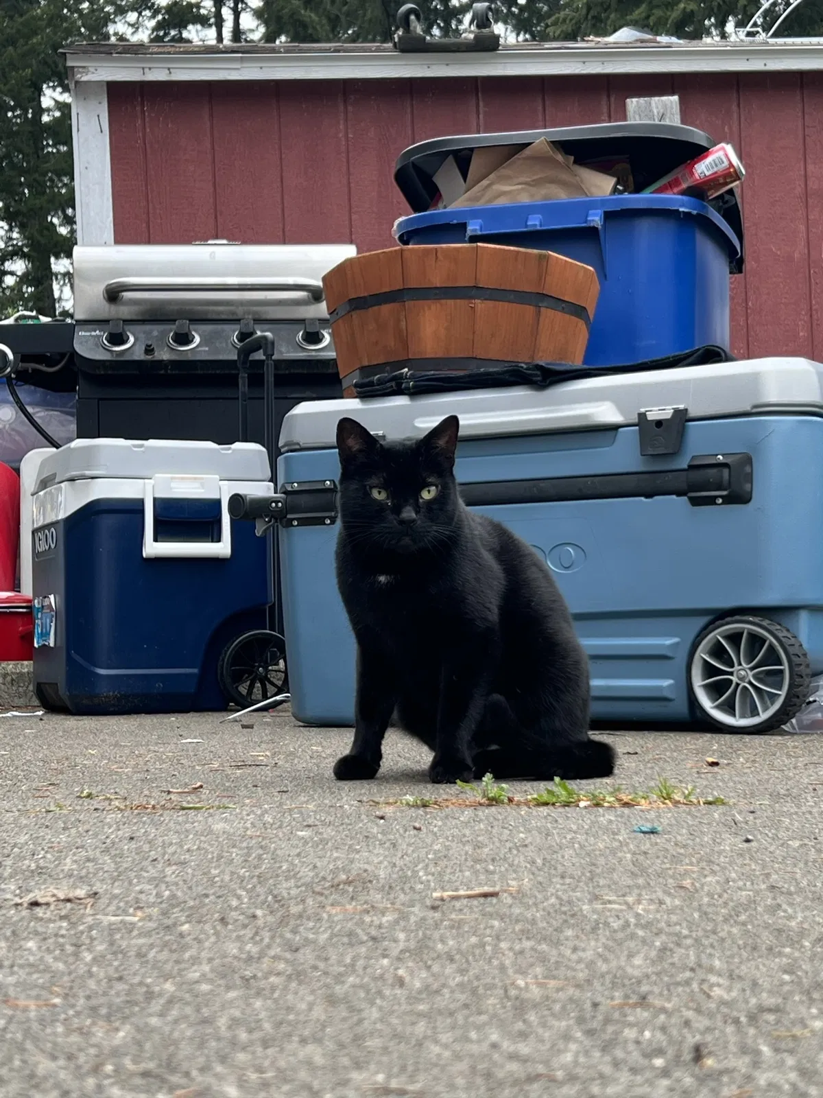 Lost cat in Olympia, WA, 98513