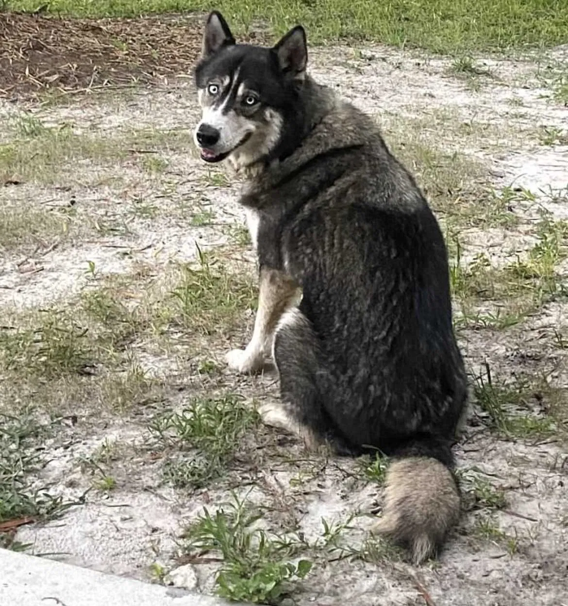 Lost dog in Eustis, FL, 32736