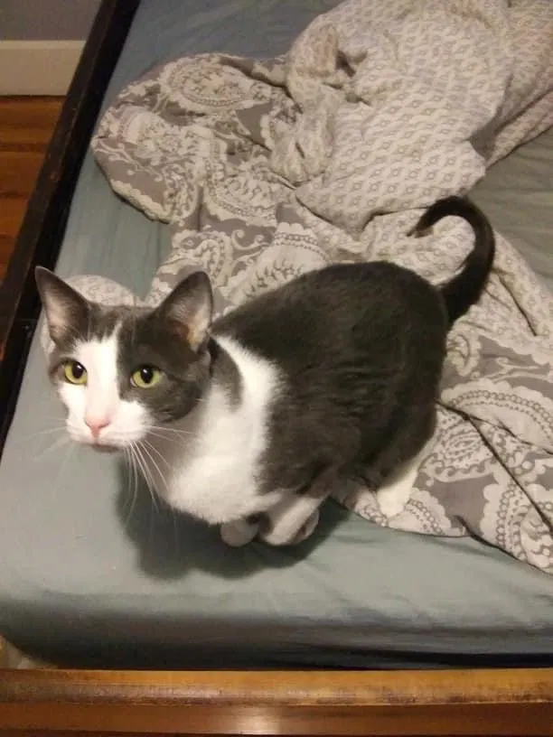Lost cat in Toledo, OH, 43613