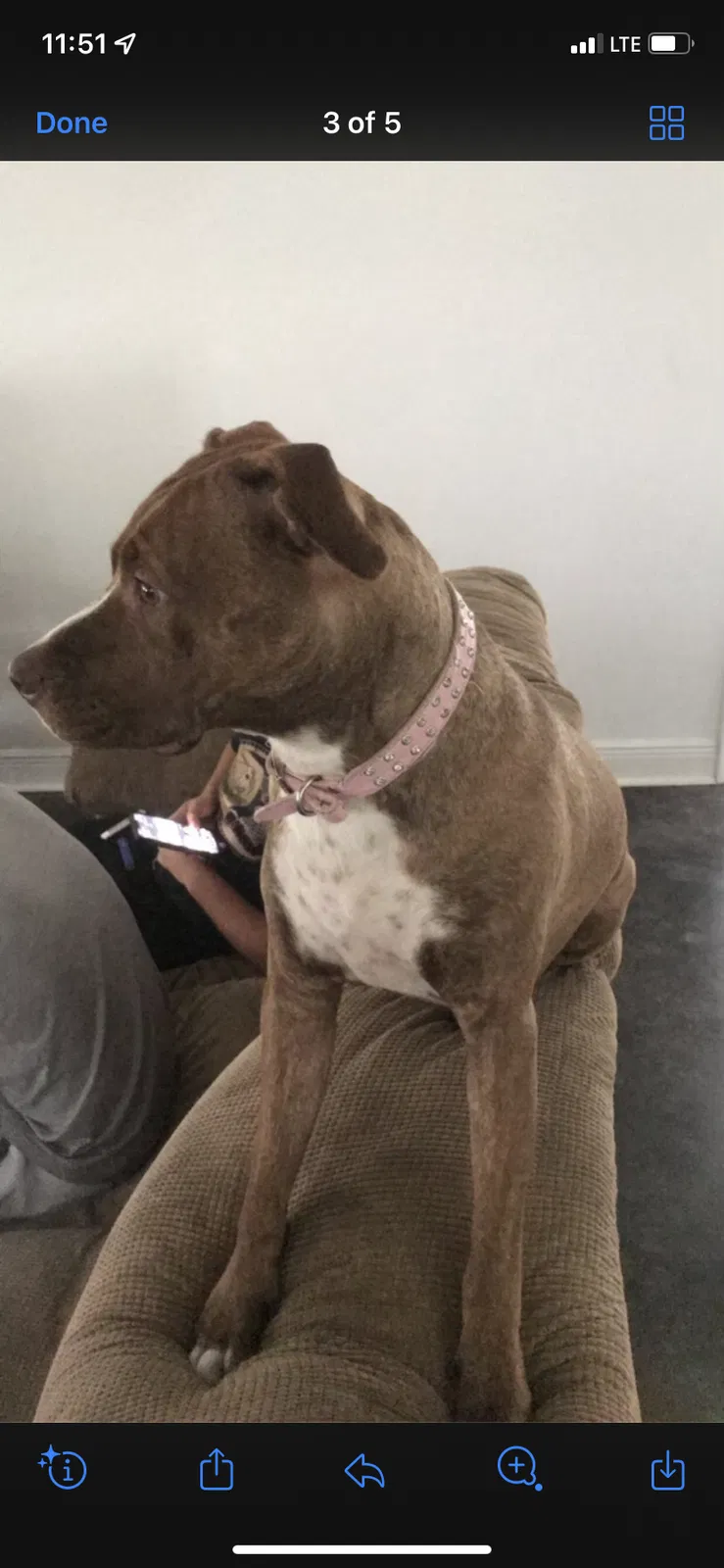 Lost dog in Lafayette, LA, 70508