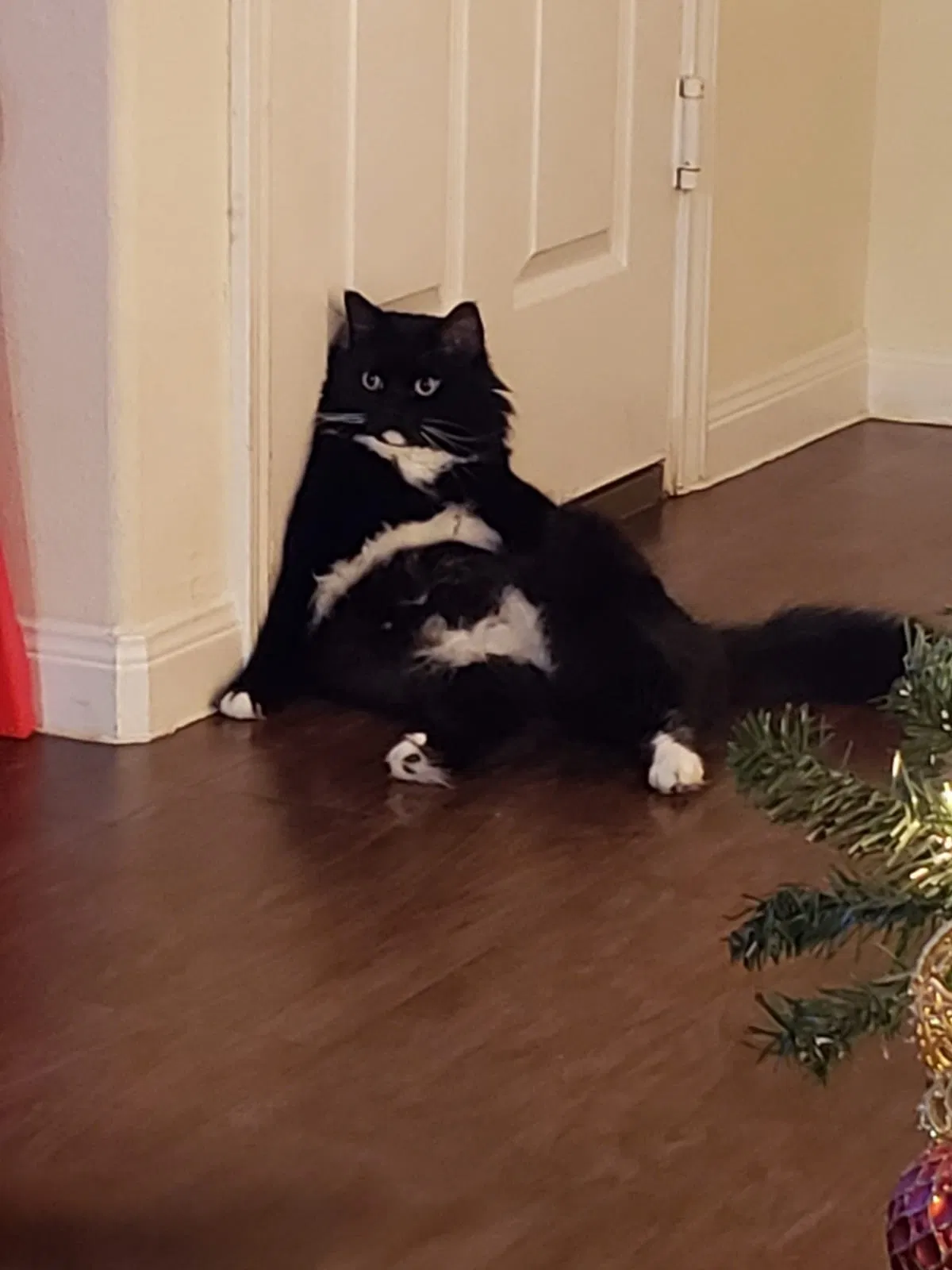 Lost cat in Spring, TX, 77373