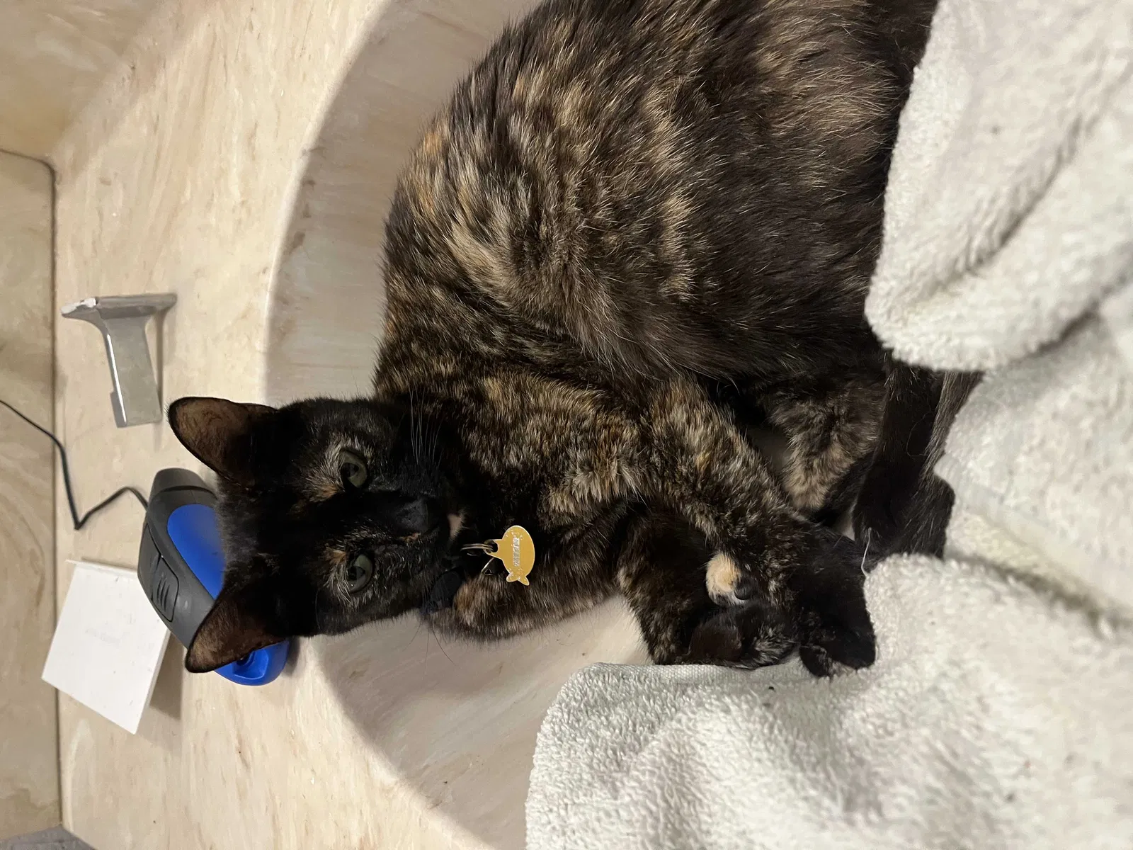 Lost cat in Savannah, GA, 31404