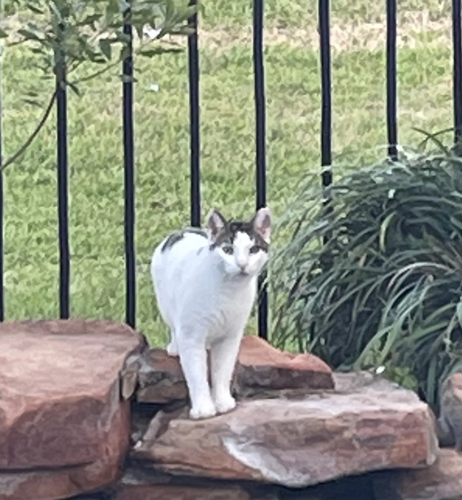 Lost cat in Houston, TX, 77095