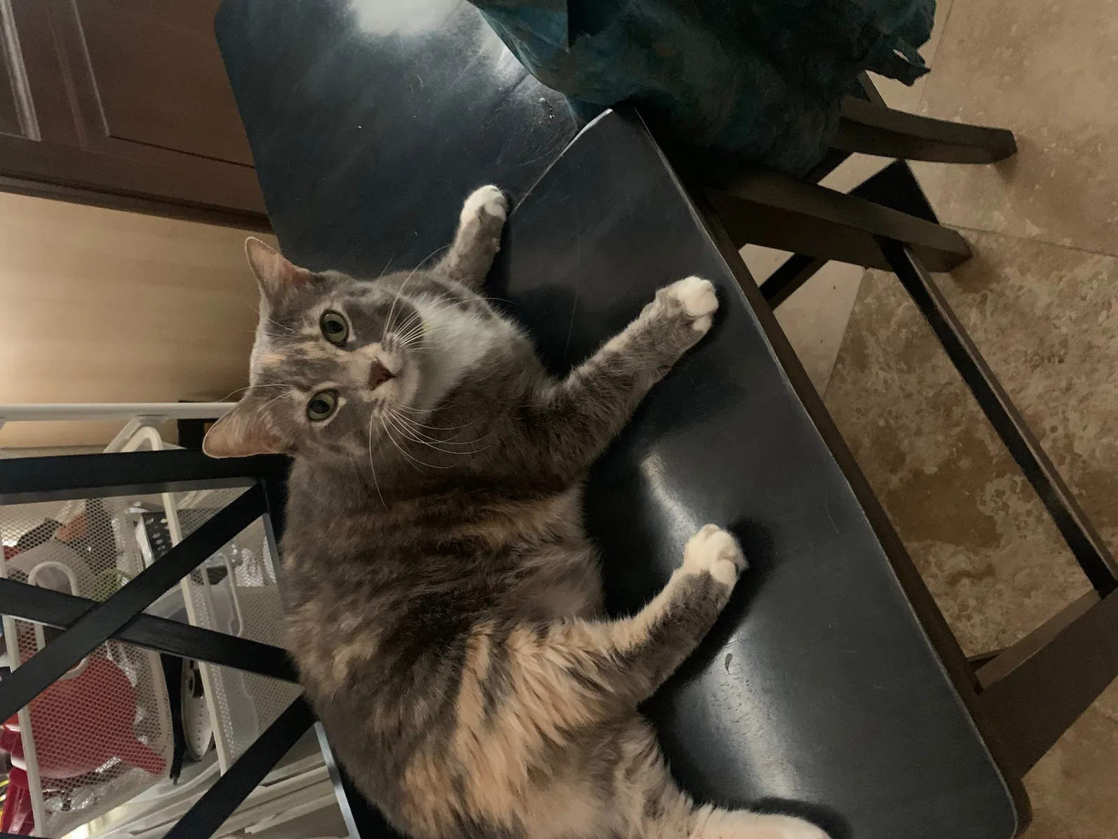 Lost cat in Casa Grande, AZ, 85194