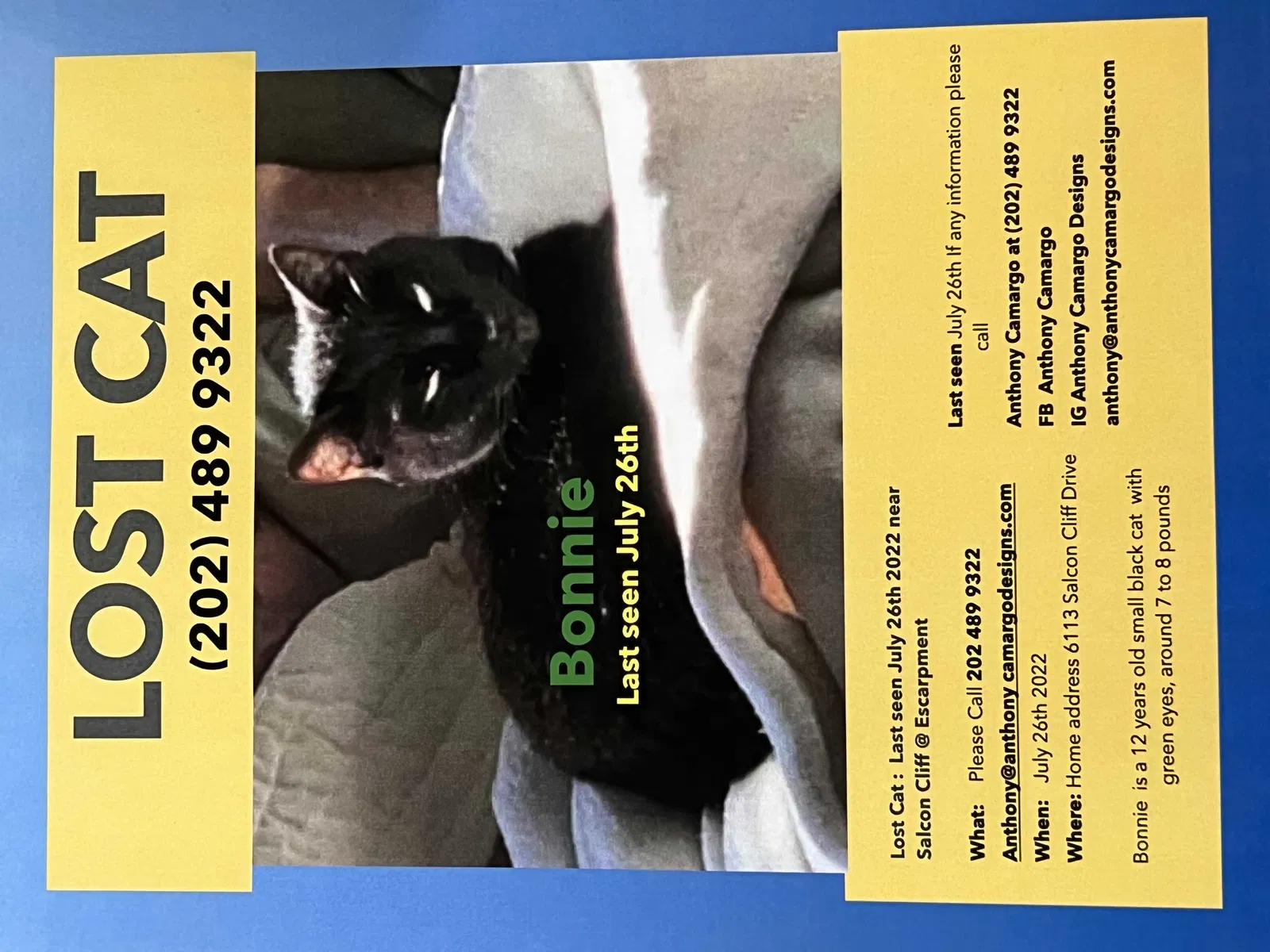 Lost cat in Austin, TX, 78749