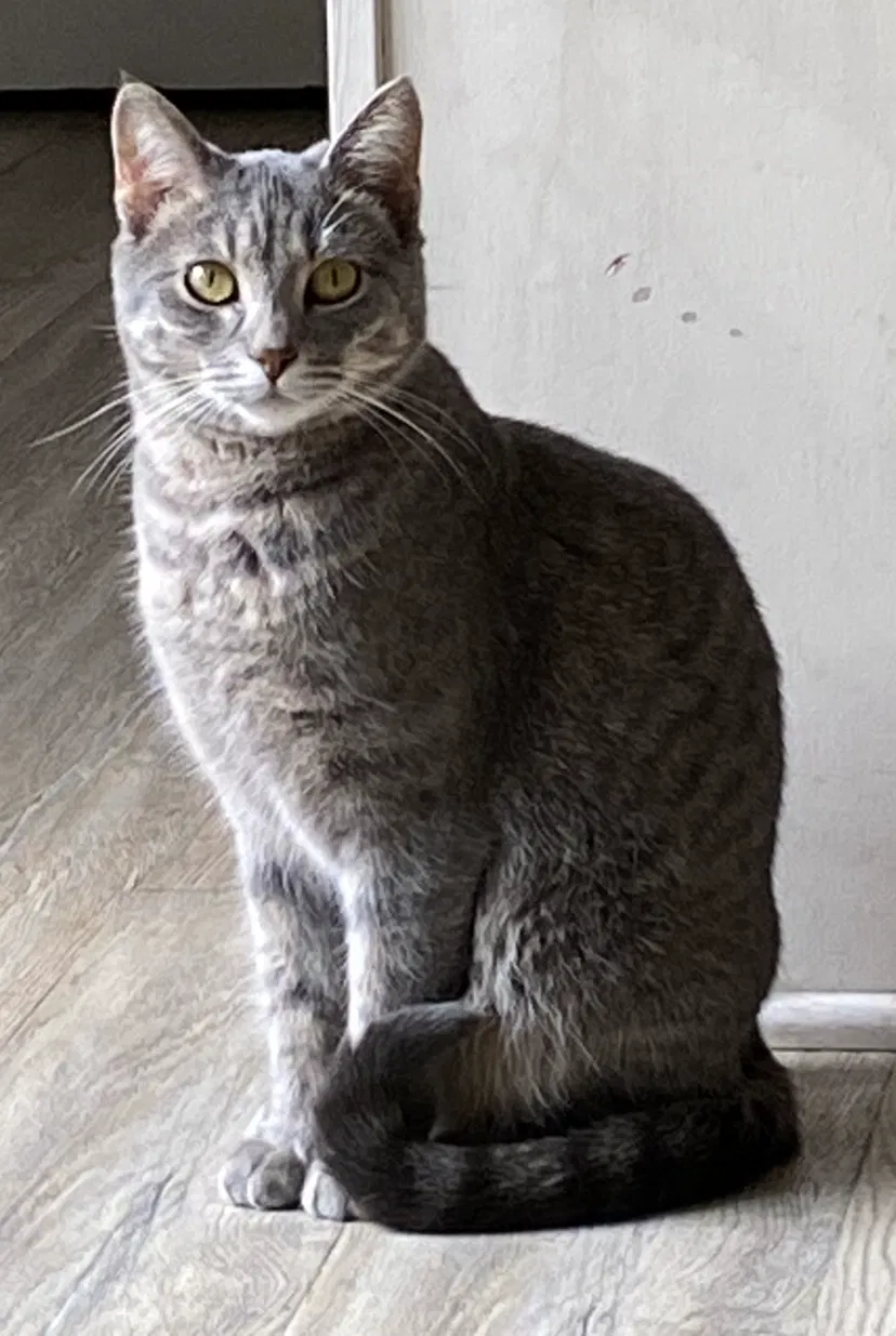 Lost cat in Tempe, AZ, 85282