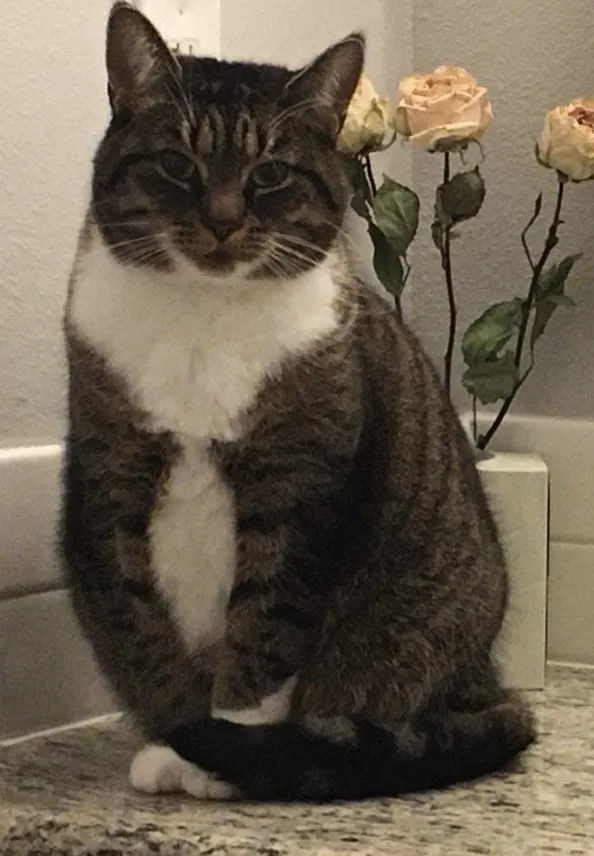 Lost cat in Portland, OR, 97223