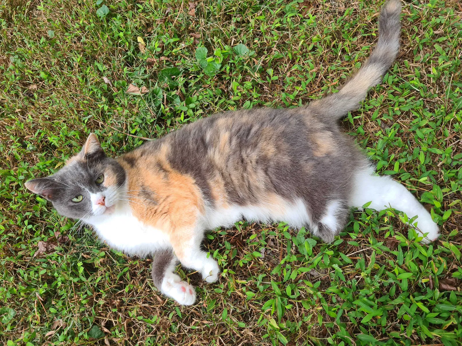Lost cat in Raleigh, NC, 27604