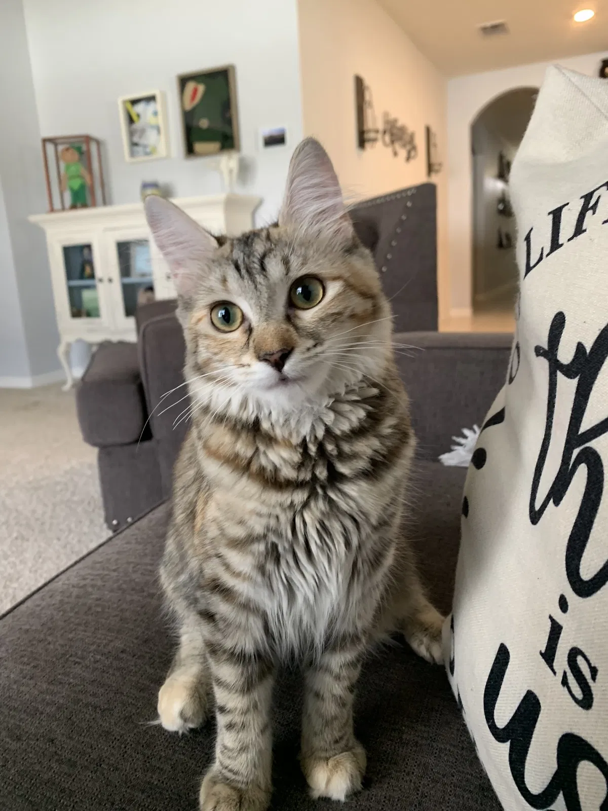 Lost cat in Mascotte, FL, 34753