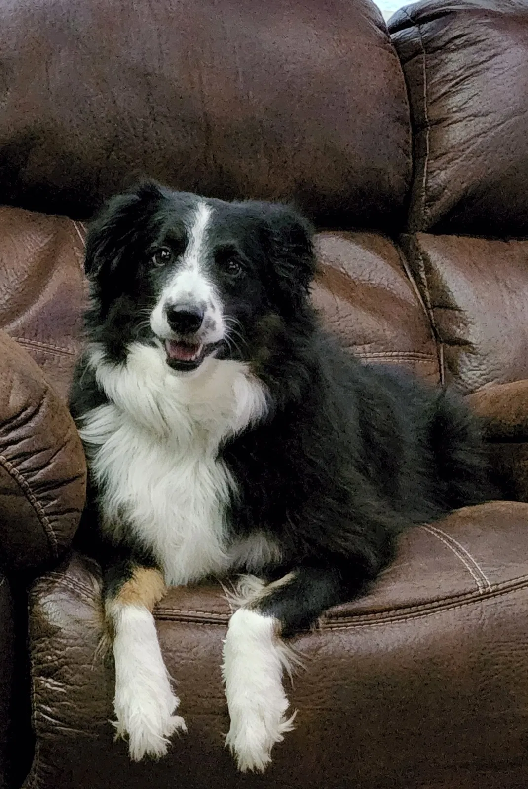 Lost dog in Roanoke, TX, 76262