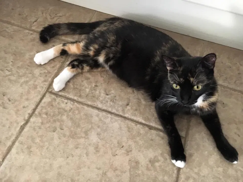 Lost cat in Baton Rouge, LA, 70816