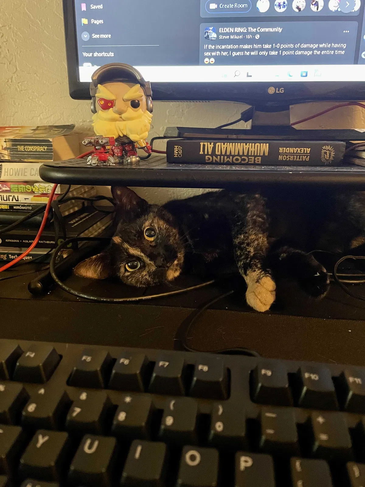 Lost cat in Eugene, OR, 97401