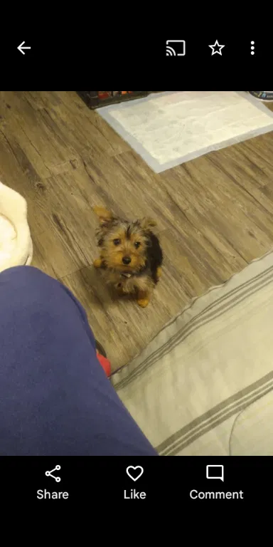 Lost dog in Chicago, IL, 60629