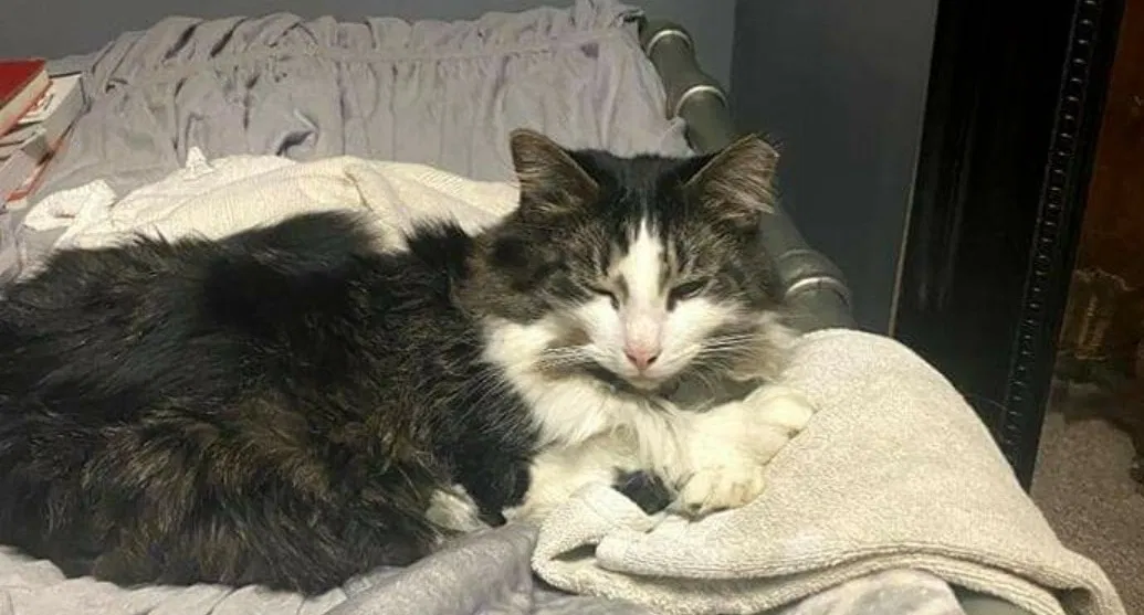 Lost cat in Gardners, PA, 17324