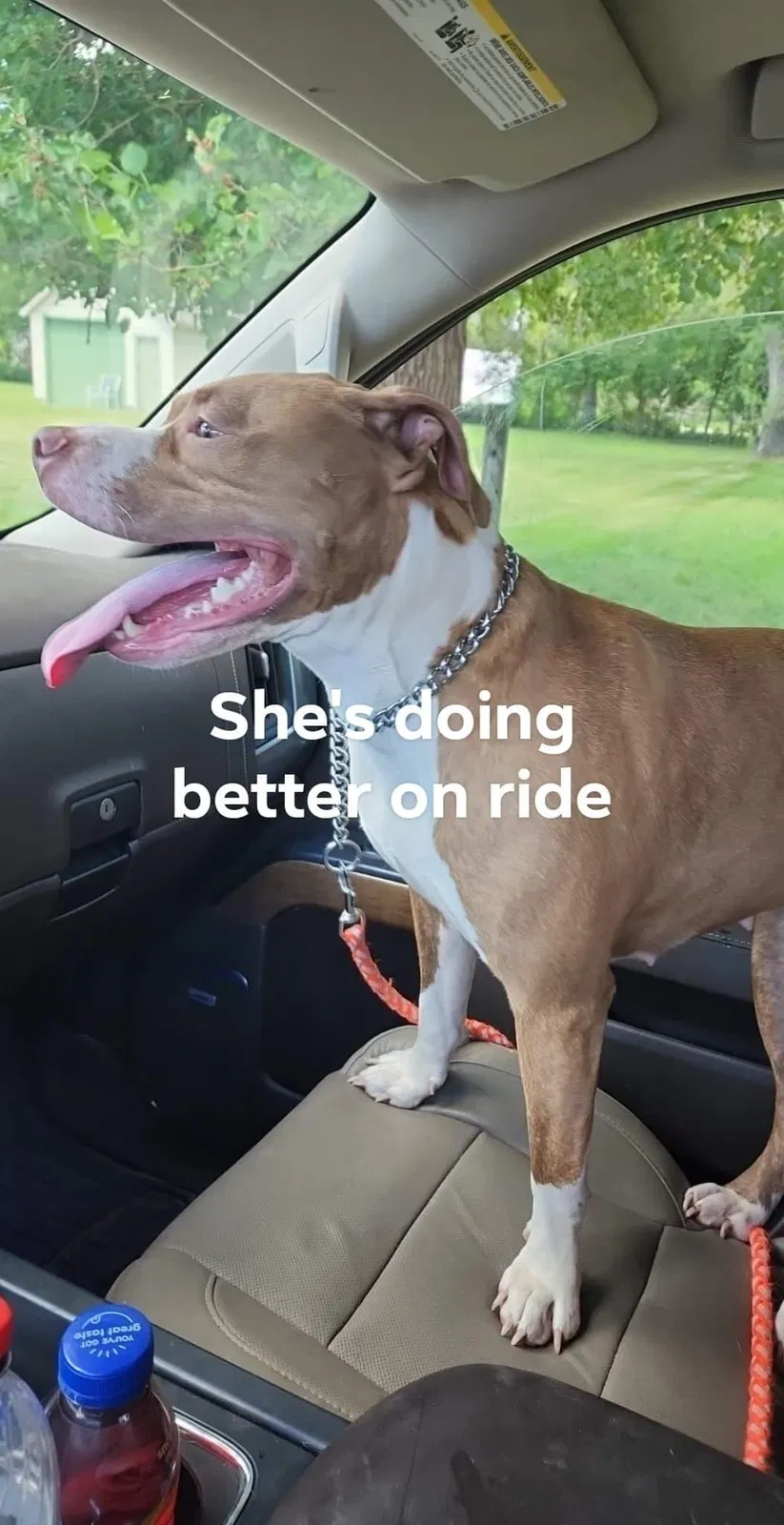 Lost dog in Fort Dodge, IA, 50501