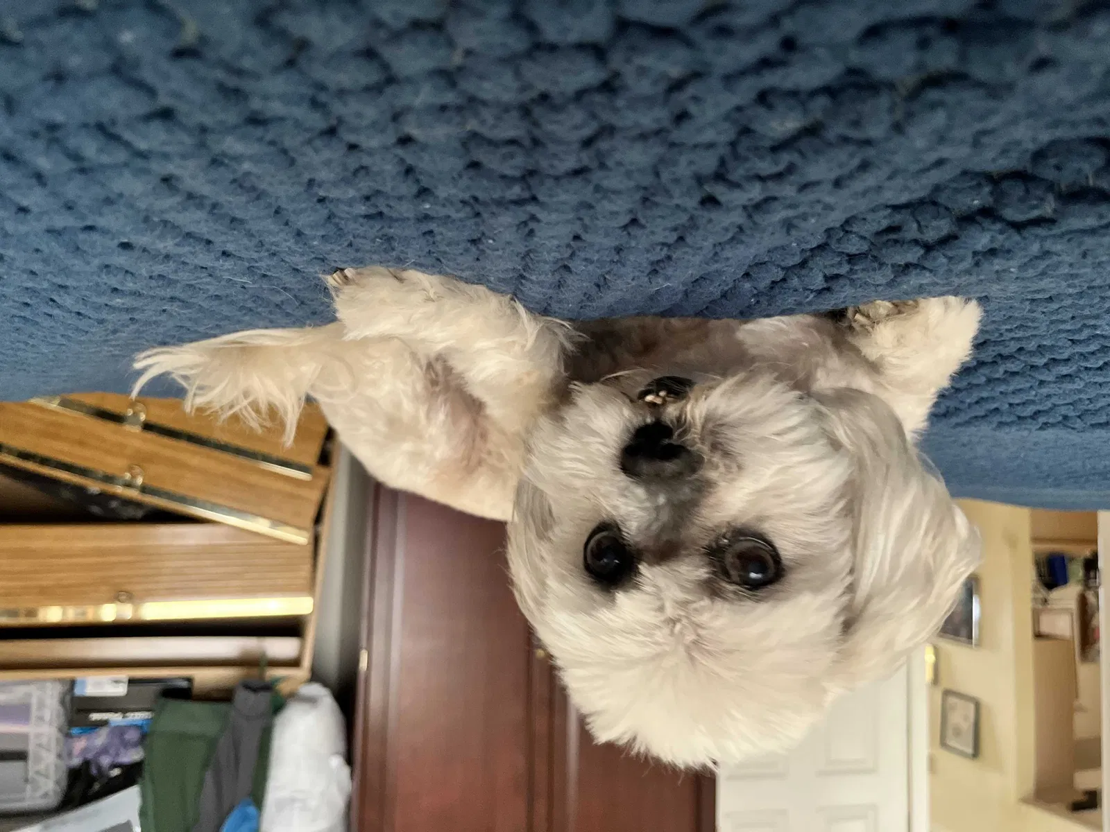 Lost dog in El Paso, TX, 79936