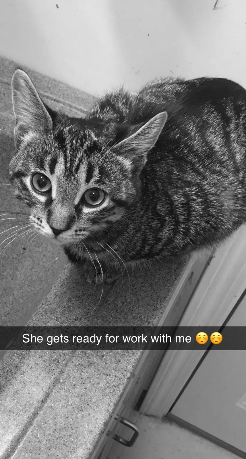 Lost cat in Concord, NH, 3303