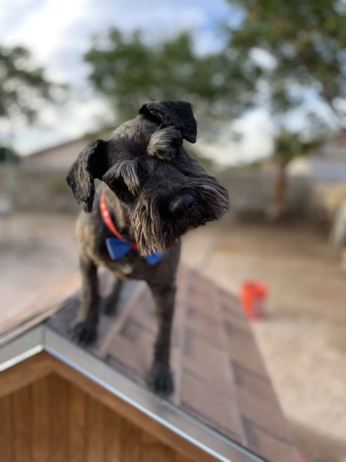 Lost dog in El Paso, TX, 79928