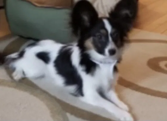 Lost dog in Fresh Meadows, NY, 11365
