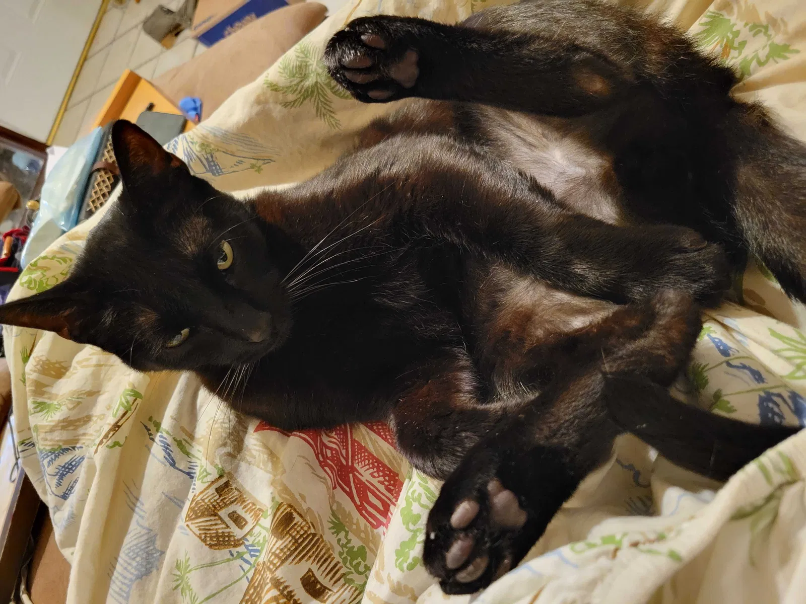 Lost cat in Metairie, LA, 70003