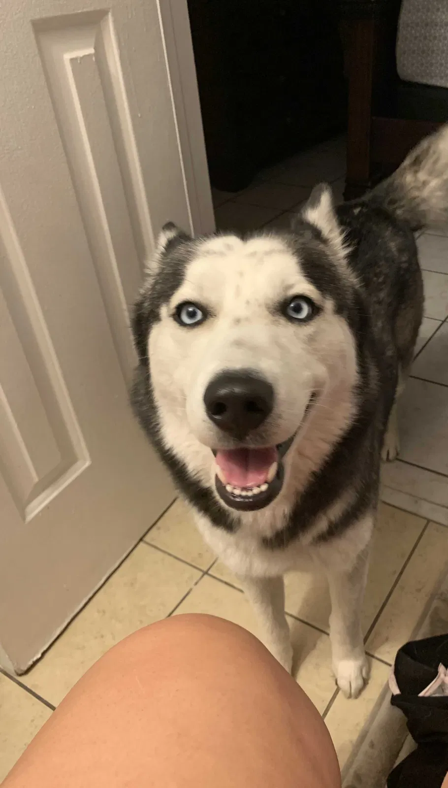 Lost dog in Lake Worth, FL, 33463