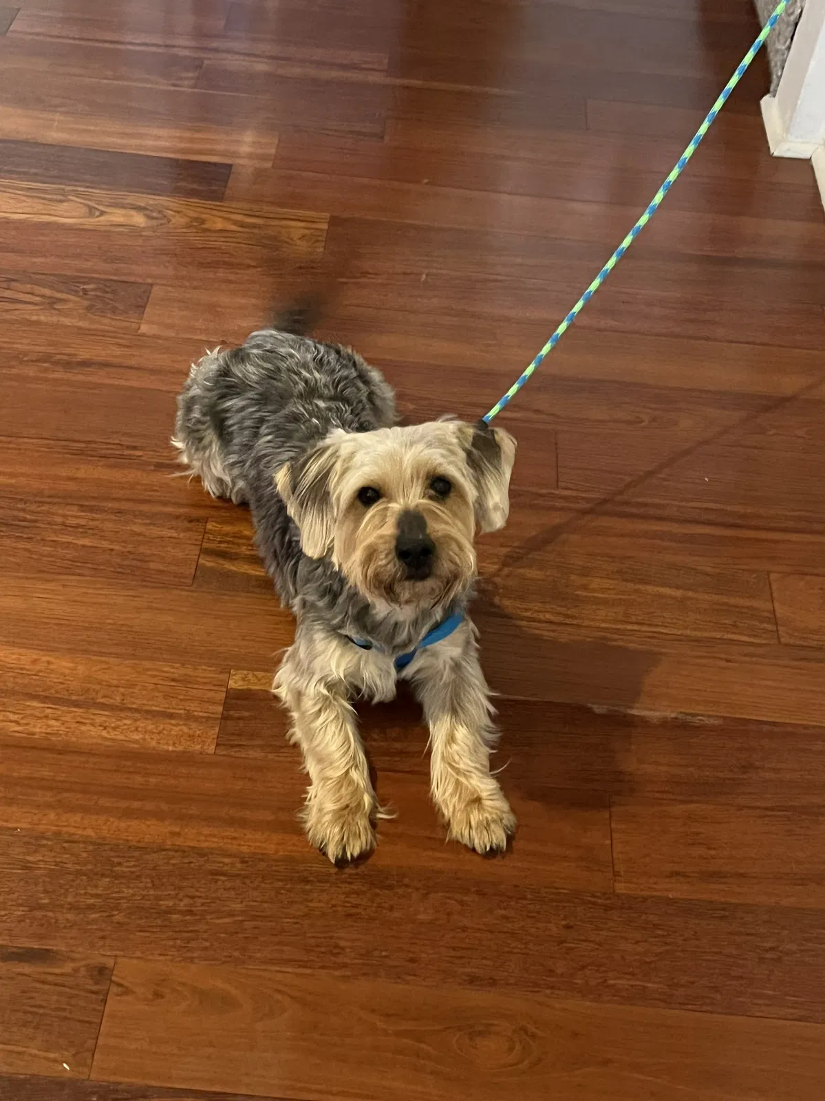 Lost dog in York, PA, 17403