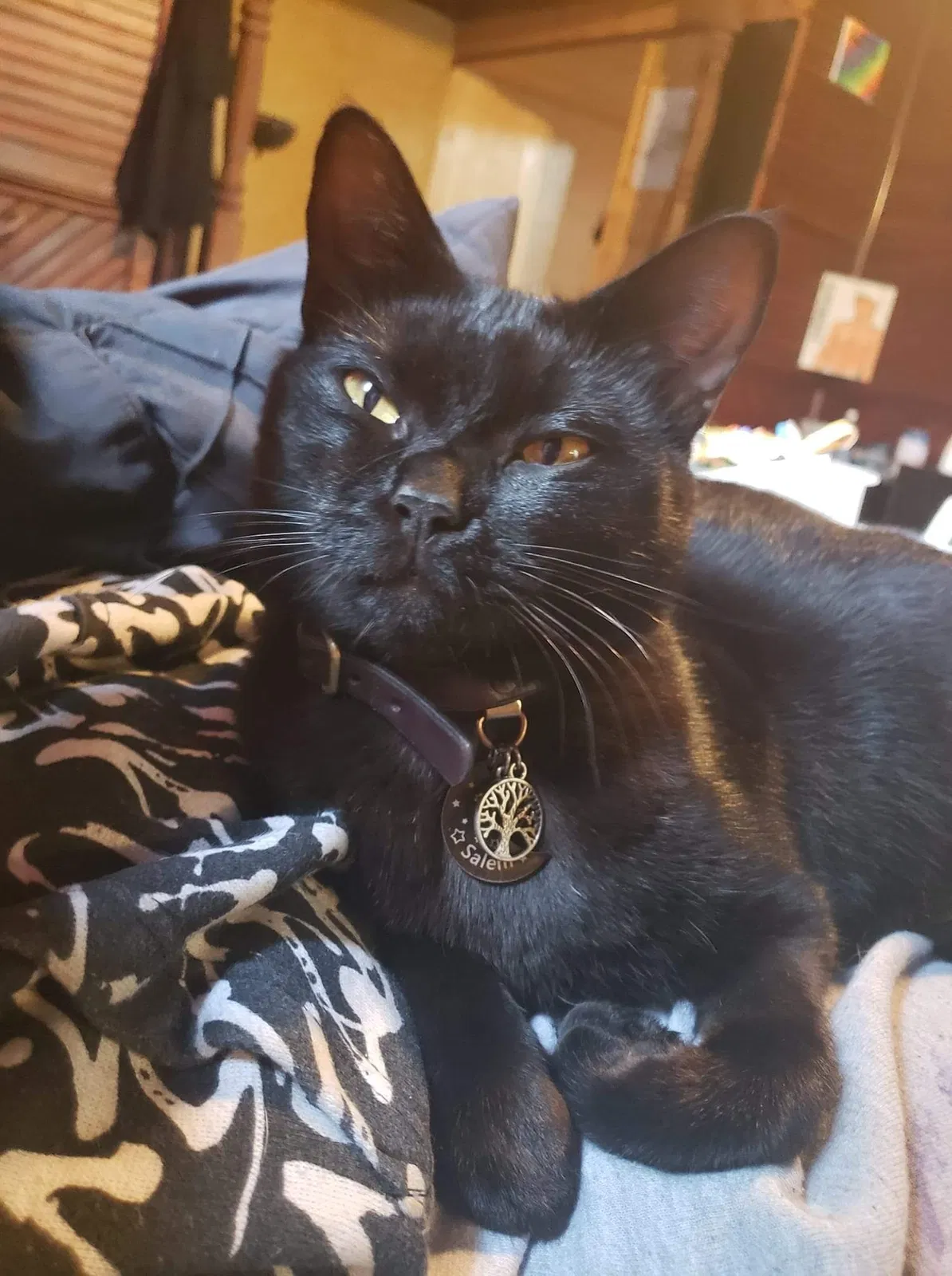 Lost cat in Old Fort, NC, 28762