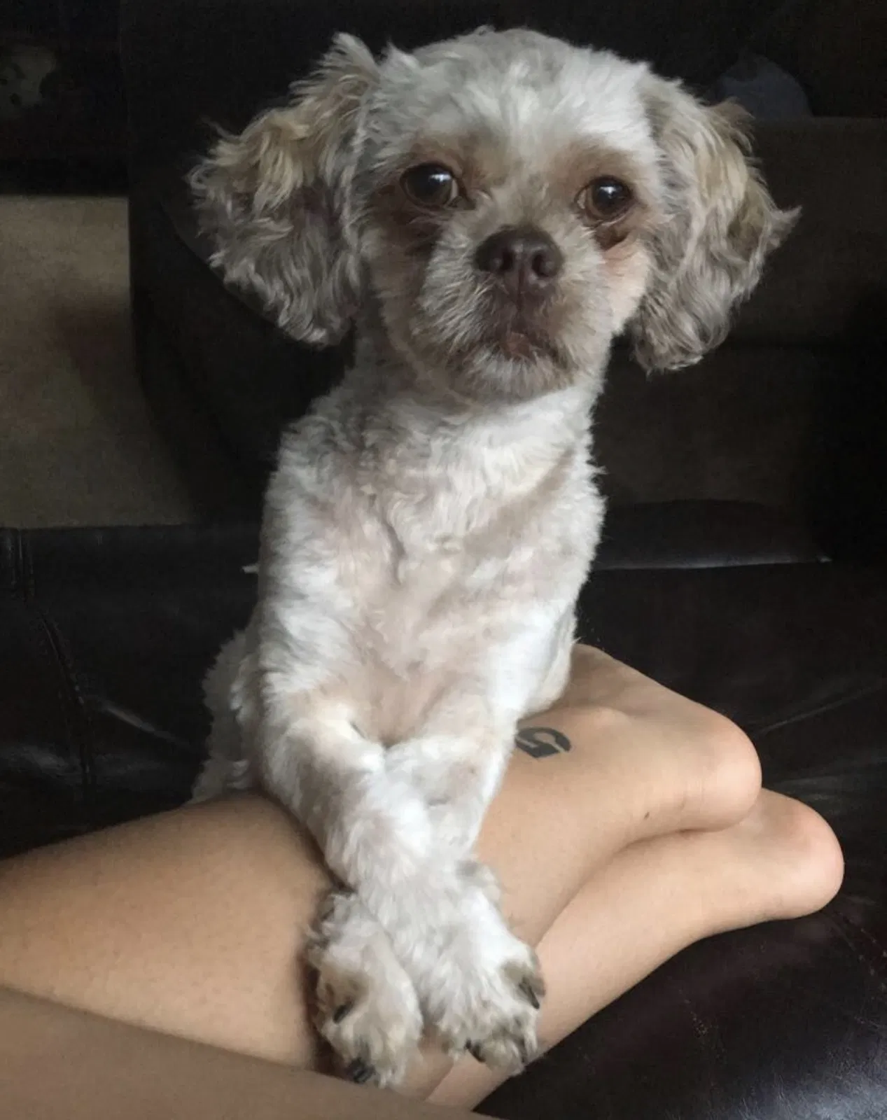 Lost dog in Cranston, RI, 2920