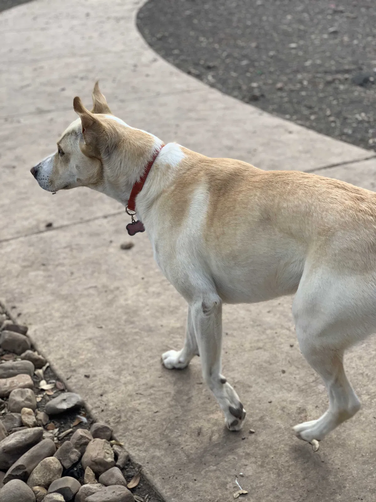 Lost dog in San Antonio, TX, 78216