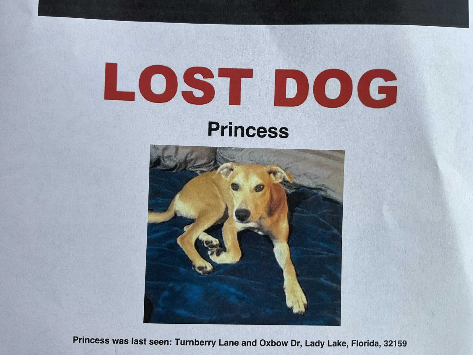 Lost cat in Lady Lake, FL, 32159