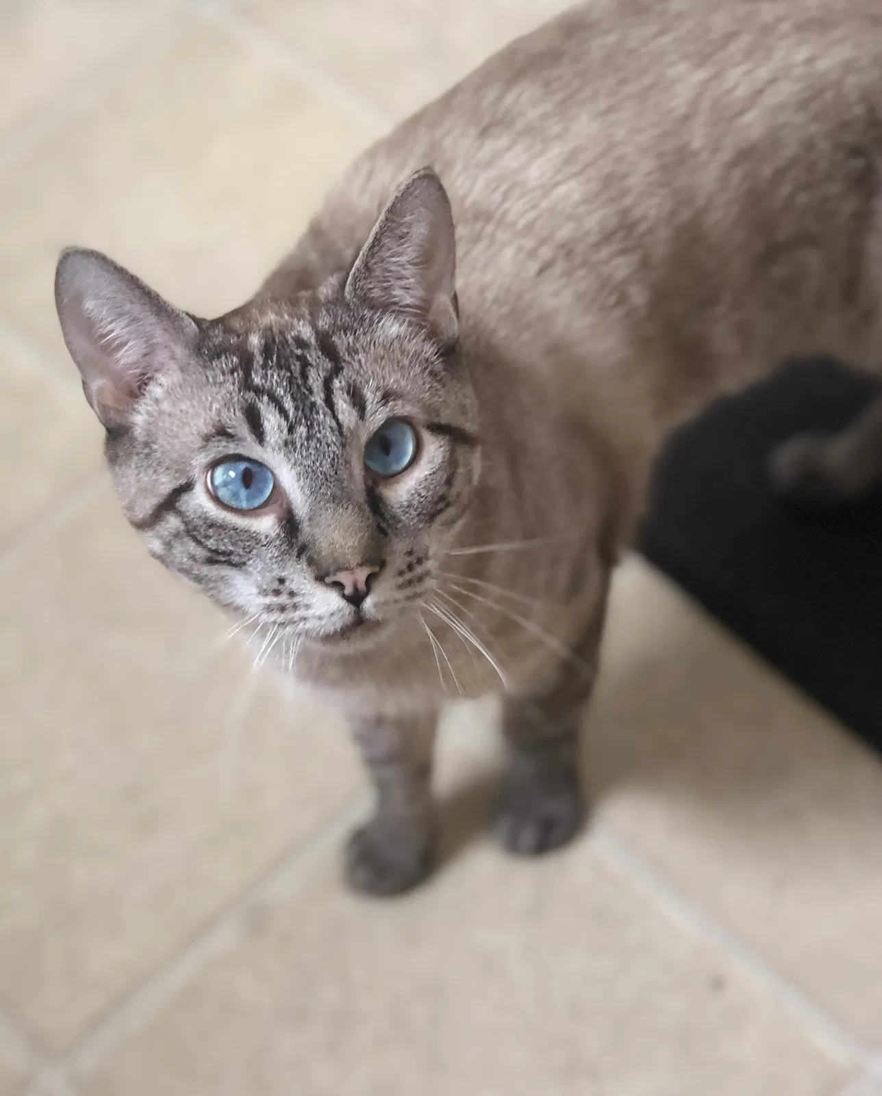 Lost cat in Blairsville, PA, 15717